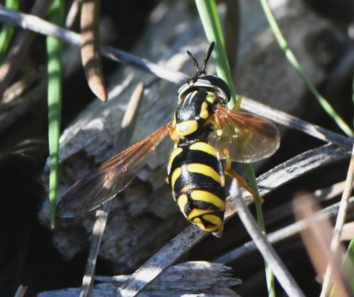 Réf. 245 139 : Chrysotoxum intermedium